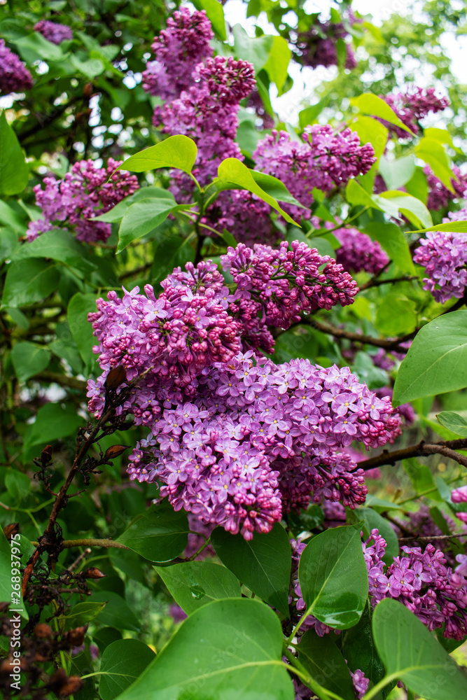Spring time. Lilac blossom tree. Spring time. Lilac blossom tree.