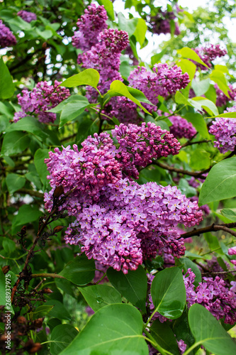 Spring time. Lilac blossom tree.