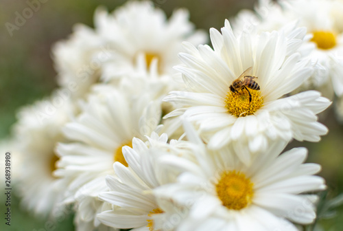 Una ramo de Flores de crisantemo con una abeja 