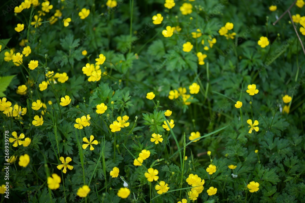 field of yellow flowers field of yellow flowers