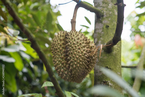 Fresh durian on the tree.