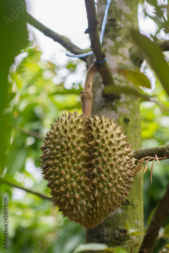 Fresh durian on the tree.