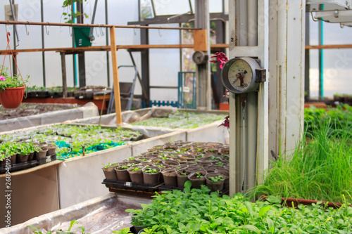 Instrument for measuring and controlling humidity and indoor temperature. Greenhouse for growing flower seedlings. 