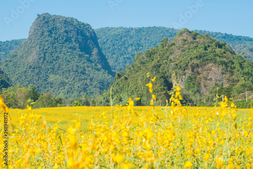 Beautiful view of Sunhemp field (Crotalaria Juncea) at the foothills of Doi Nang Non mountain in Mae Sai district of Chiang Rai province, Thailand. photo