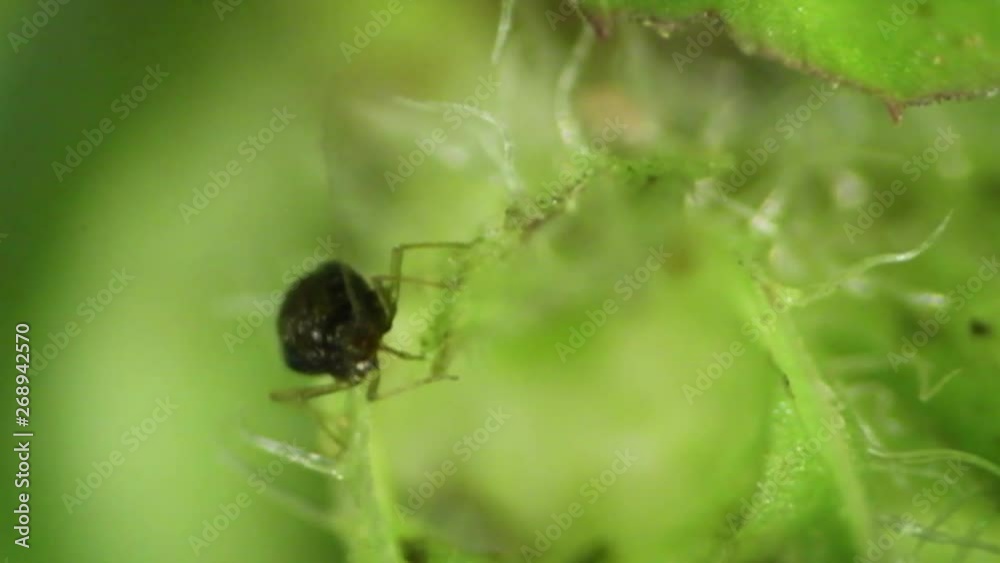 Aphid walking among hairs on a leaf. Aphid walking among hairs on a leaf.