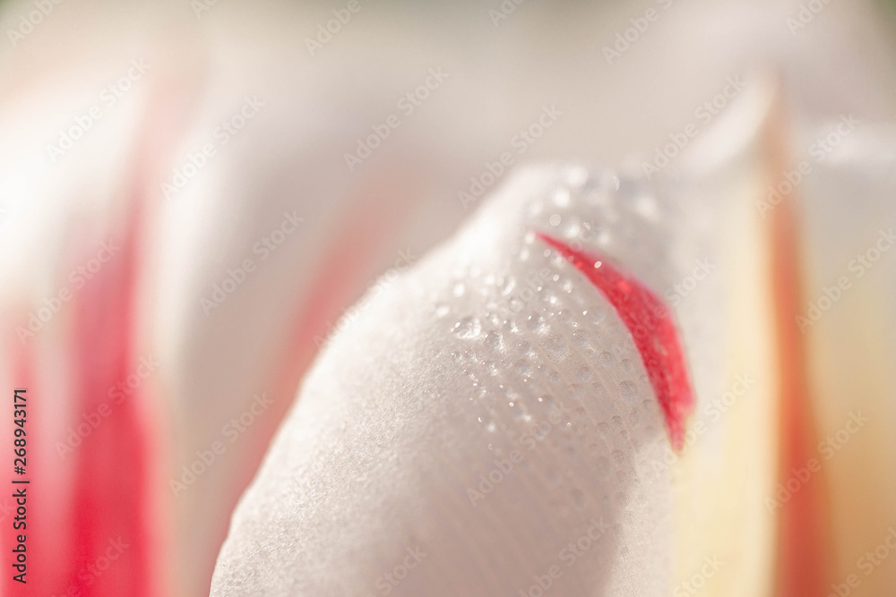 Fototapeta premium Tulip petal with dew drops