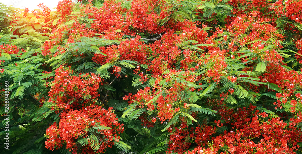 Peacock flowers on poinciana tree Peacock flowers on poinciana tree