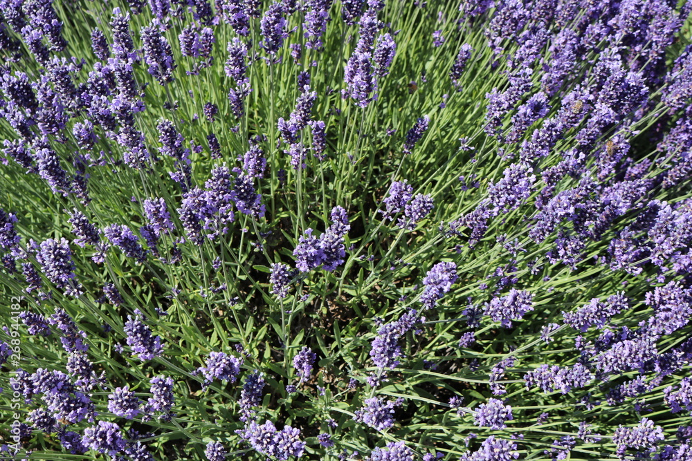 Fototapeta premium Lavender