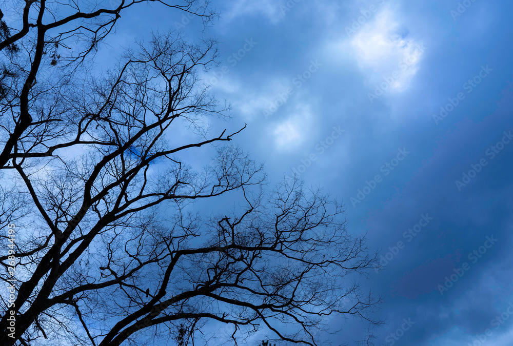trees in the sky trees in the sky