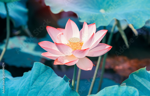 pink lotus flower plants blooming