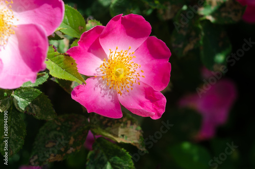 pink flower in garden