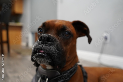 Boxer Dog © oscar