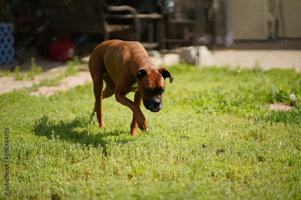 Boxer Dog