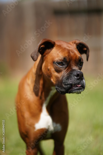 Boxer Dog © oscar