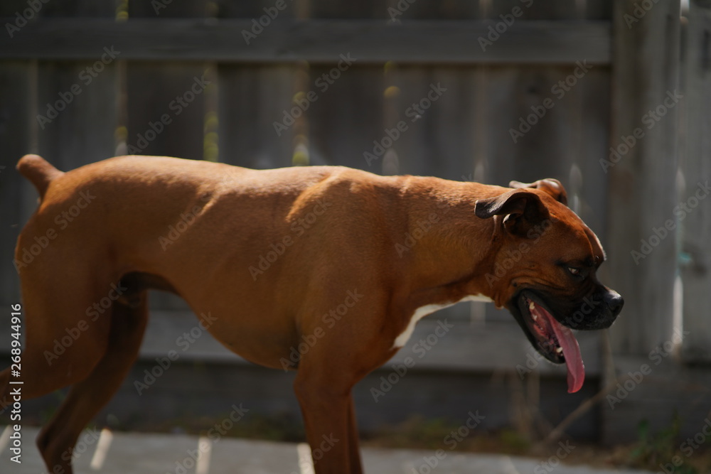 Boxer Dog