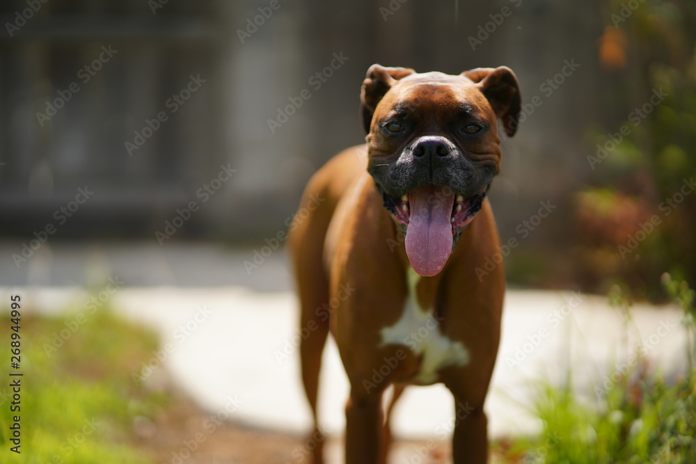 Boxer Dog