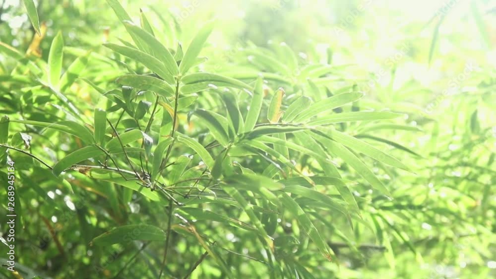Light rain falls on lush green tropical leaves Light rain falls on lush green tropical leaves