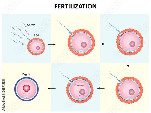 Process of human fertilization design vector ESP10