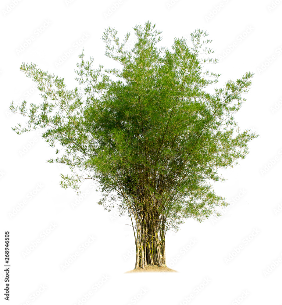 Obraz premium Bamboo tree isolated on white background