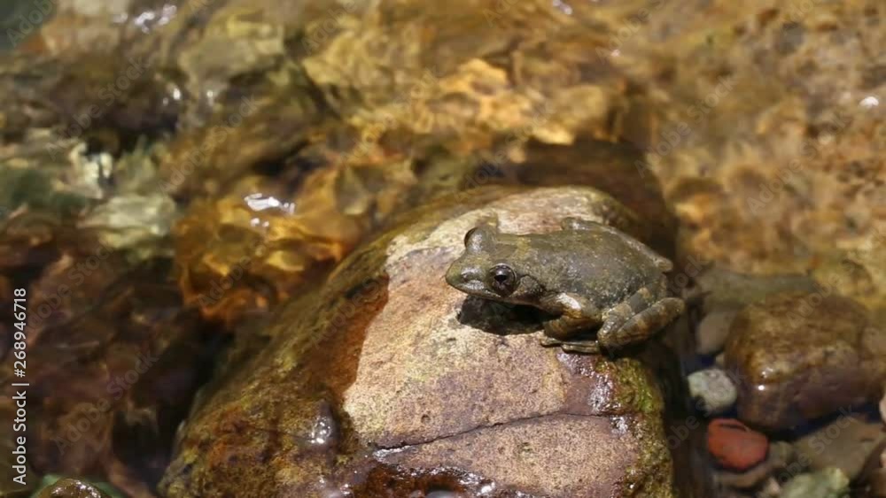 清流で鳴くカジカガエル 清流で鳴くカジカガエル