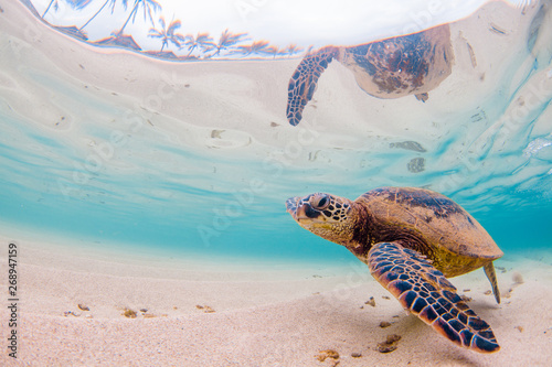 Hawaiian Green Sea Turtle c...