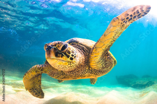 Hawaiian Green Sea Turtle cruising in underwater Hawaii