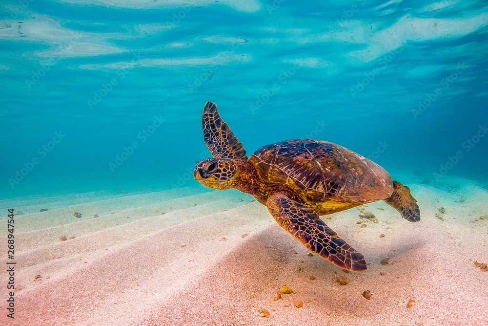 Naklejka premium Hawaiian Green Sea Turtle cruising in underwater Hawaii