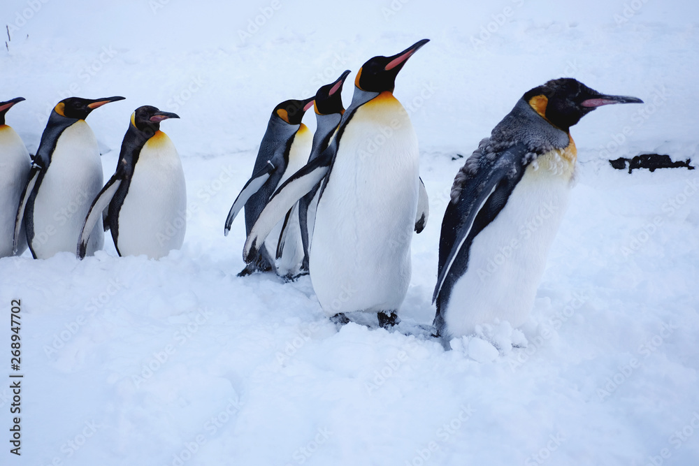 Fototapeta premium Group of penguins lineup in a zoo, Japan. Snow background