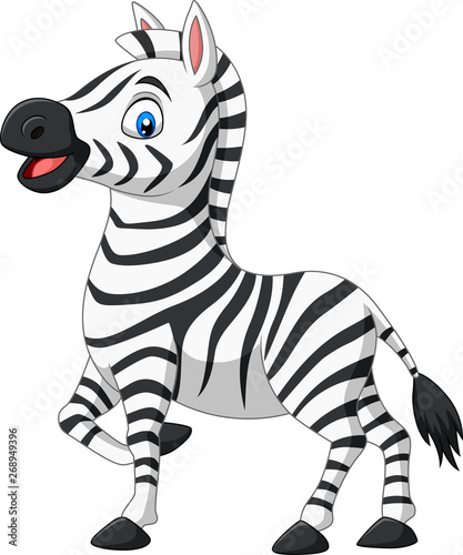 Cute baby zebra posing isolated on white background