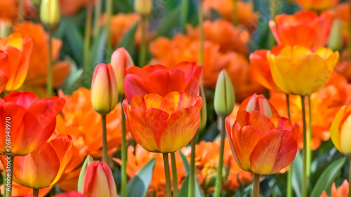 美しいチューリップの花