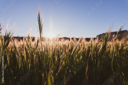 Close-up of green wild wheat (Triticum boeoticum Boiss) on a golden sunset in spring. photo