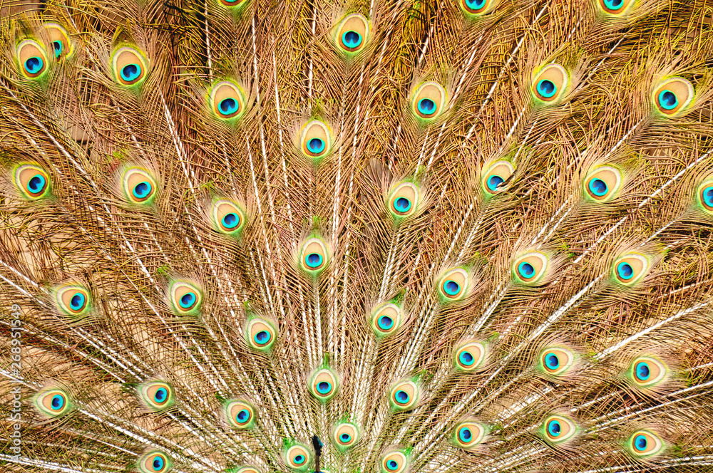 Fototapeta premium Dusk light on the peacock feathers 