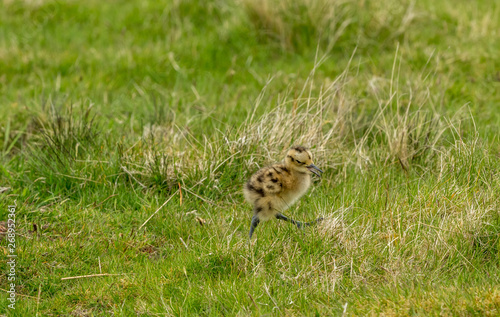 Curlew chick in the Yorkshire Dales, UK during Springtime.  Newly hatched curlew chick in natural moorland habitat.  Landscape.  Horizontal.  Space for copy. © Anne Coatesy