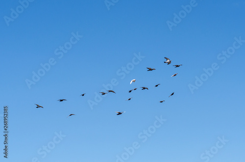 a flock of pigeons flying in a clear blue sky