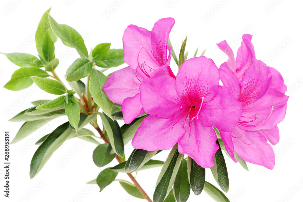 つつじの花 白バック つつじの花 白バック