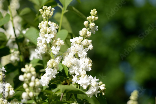Flowers of white lilac on a bush on a sunny day close up