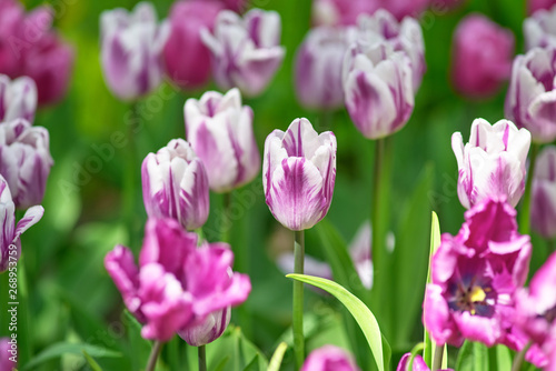 Fototapeta Naklejka Na Ścianę i Meble -  Lilac on a sunny day on a green background. Tulip variety Rems Favorite
