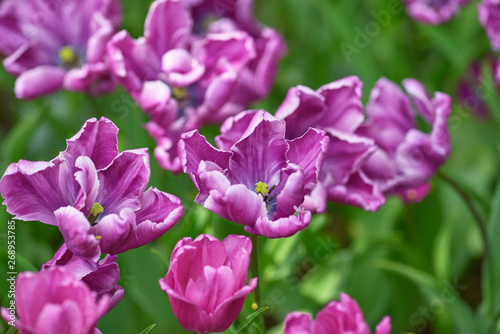 Lilac tulips on a sunny day on a green background. Tulip variety Rems Favorite