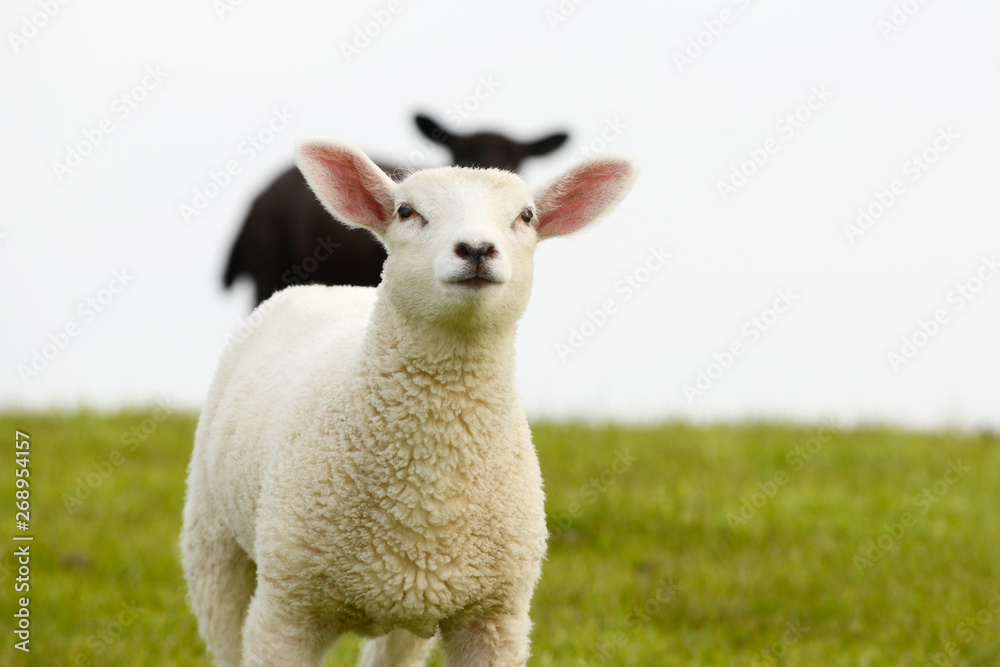 white sheep lamb and black lamb standing on pasture white sheep lamb and black lamb standing on pasture