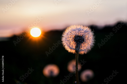 Back-lit flower in the setting sun.