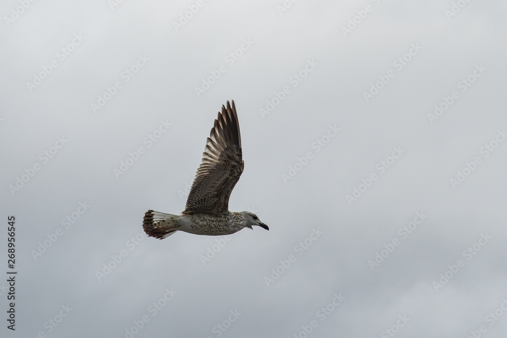 Obraz premium Seagulls flying in the sky