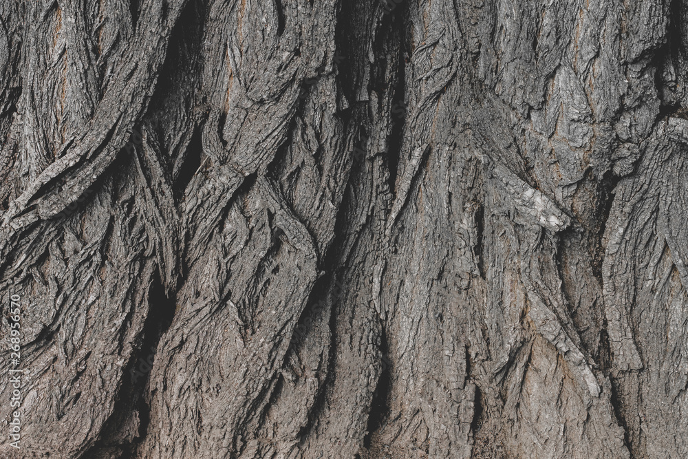 The texture of the bark of an old tree, the background of the bulk structure of the tree. Wood structure background The texture of the bark of an old tree, the background of the bulk structure of the tree. Wood structure background