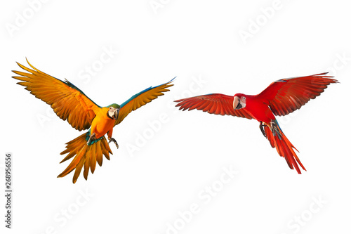 Colorful flying parrots isolated on white background