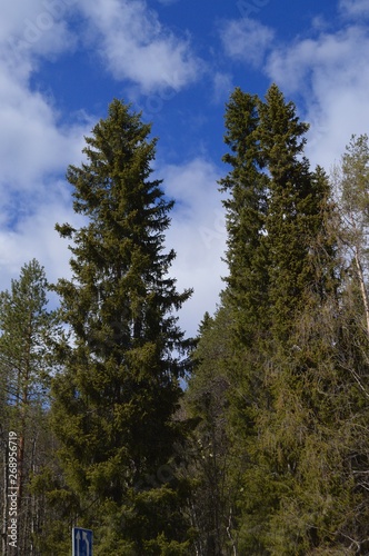 pine forest and blue sky