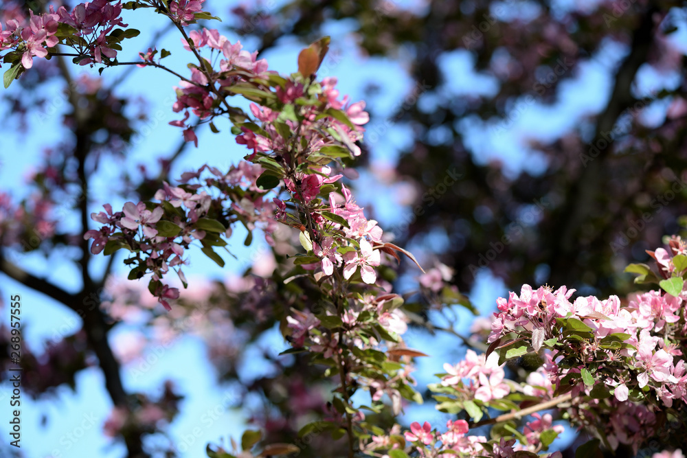 Pink flowers of apple tree in spring garden close up Pink flowers of apple tree in spring garden close up