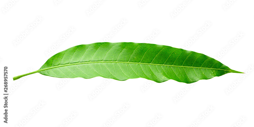 Obraz premium Green Mango leaves isolated on white background