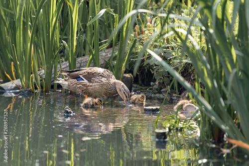 duck with ducklings at the lake