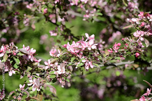 Pink flowers of apple tree in spring garden close up