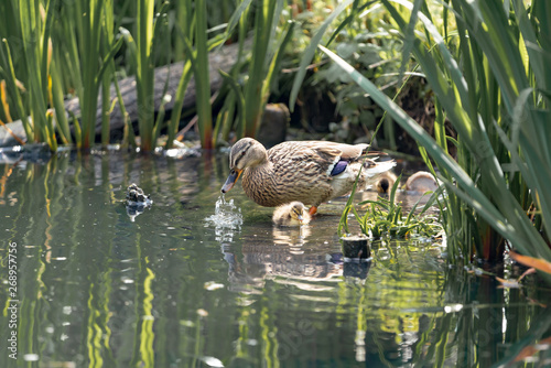 duck with ducklings at the lake