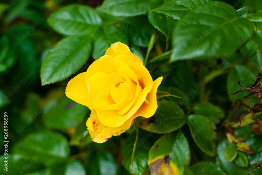 A yellow rose in front of fresh green leaves A yellow rose in front of fresh green leaves